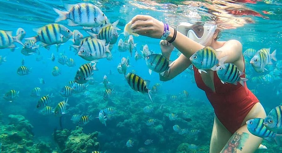 Snorkeling in Montego Bay with Transportation - Key points to know before you book