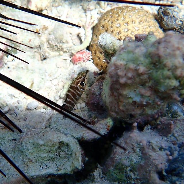 Snorkeling in Montego Bay with Transportation - What you may see below the surface