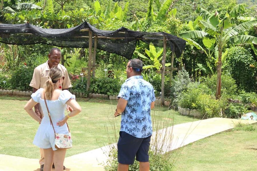 Taste of Jamaica Farm & Food Tour - Coffee, Fruit Trees, and Farm Animals