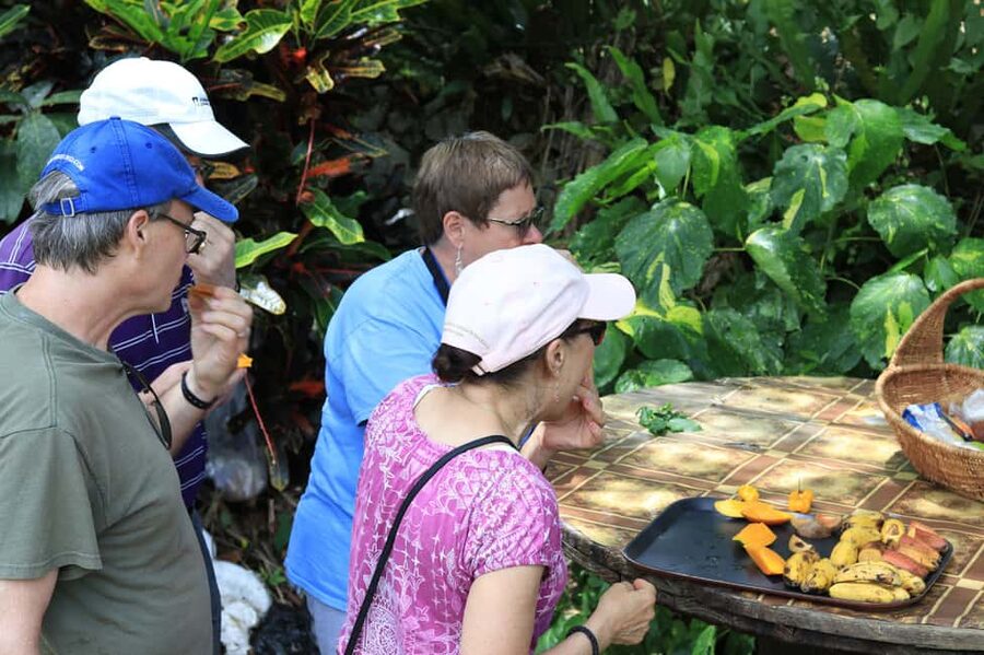 Taste of Jamaica Farm & Food Tour - Reading Jamaica Through Its Medicinal Herbs