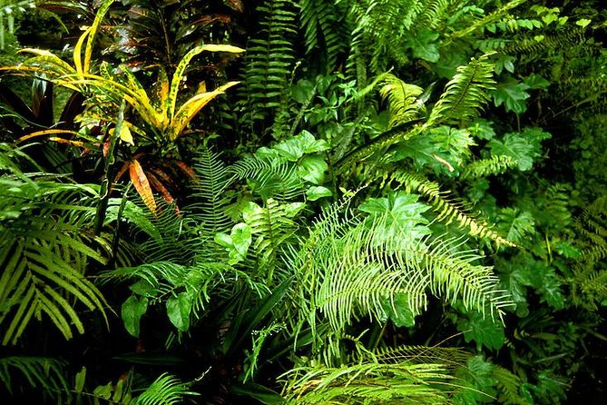 Taste of Jamaica Food Tour from Ocho Rios - Breadnut Hill and a look at local life