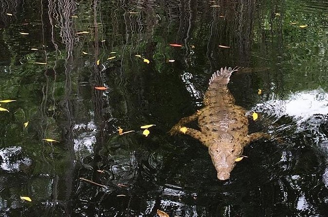 YS Falls, Black River Safari, and Floyd's Pelican Bar Day-Trip (Transportation) - Who should book this day trip?