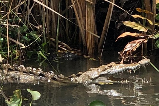 YS Falls, Black River Safari, Appleton Rum Tour OR Pelican Bar (Choose Up to 3) - The four South Coast choices at a glance